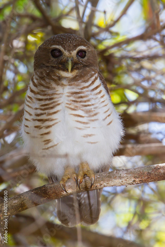 White-browed Owl photo