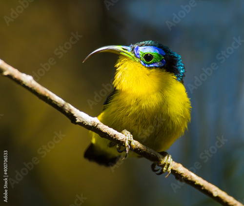 Yellow-bellied Sunbird-Asity, Neodrepanis hypoxantha photo