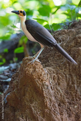 White-necked Picathartes, Picathartes gymnocephalus photo