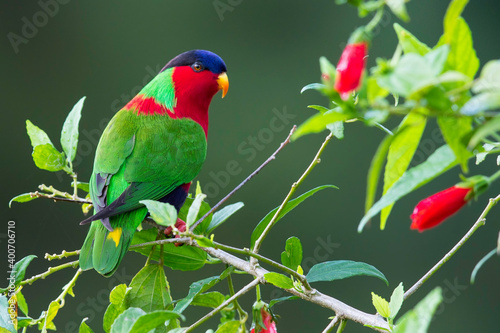 Collared Lory, Phigys solitarius photo