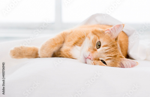 cute ginger cat lies on the bed looking at the camera