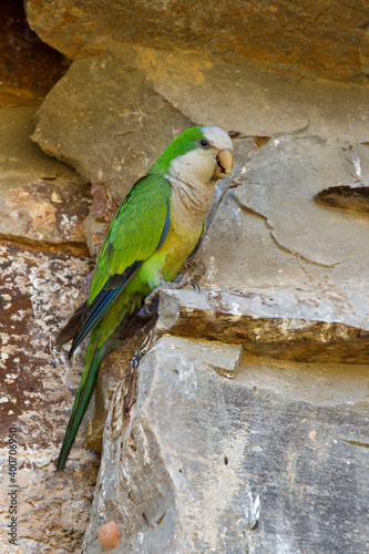 Monniksparkiet, Monk Parakeet, Myiopsitta monachus photo