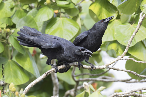 Cubaanse Kraai, Cuban Crow, Corvus nasicus photo