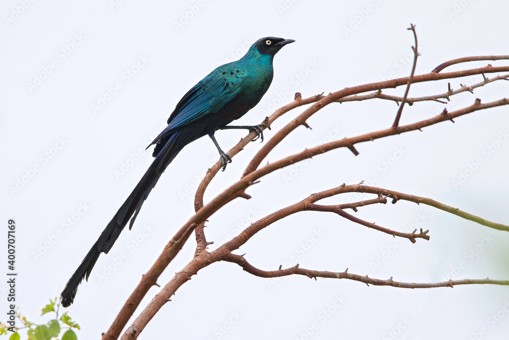 Groene Langstaartglansspreeuw, Long-tailed Glossy-Starling, Lamprotornis caudatus