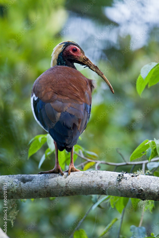 Naklejka premium Kuifibis, White-winged Ibis, Lophotibis cristata