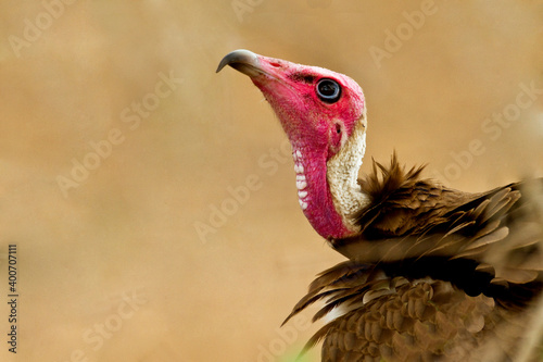 Kapgier, Hooded Vulture, Necrosyrtes monachus photo