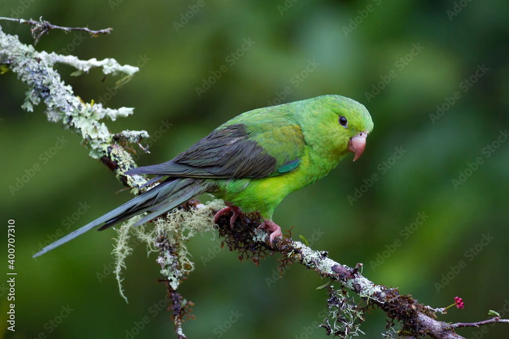 Fototapeta premium Tiricaparkiet, Plain Parakeet, Brotogeris tirica