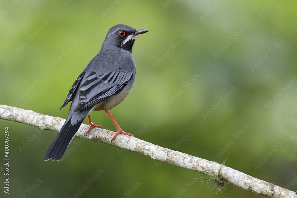 Roodpootlijster, Red-legged Thrush, Turdus plumbeus Roodpootlijster, Red-legged Thrush, Turdus plumbeus