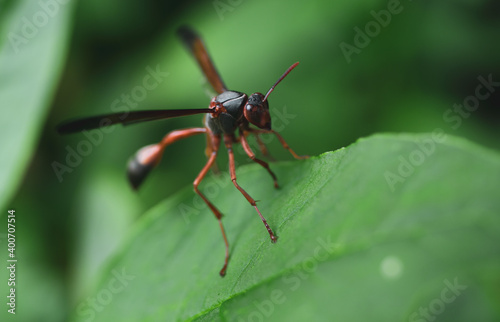 Wasp © akhona