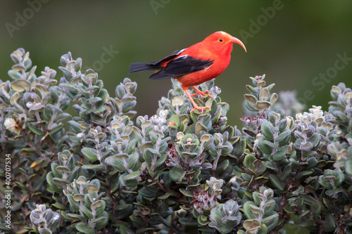 Iiwi, Scarlet Honeycreeper, Vestiaria coccinea