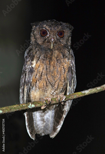 Donkerbruine Schreeuwuil, Tawny-bellied Screech Owl, Megascops watsonii photo