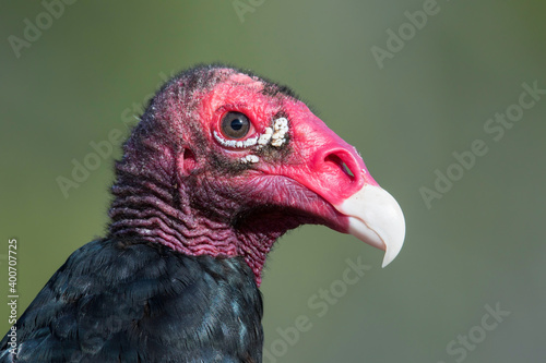 Kalkoengier, Turkey Vulture, Cathartes aura