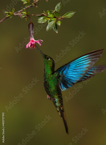 Saffiervleugelkolibrie, Great Sapphirewing, Pterophanes cyanopterus photo