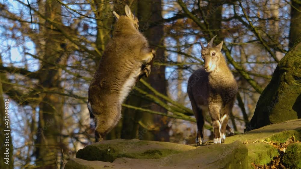 Close up of two young Alpine ibex Capricorn standing on a bolder in the woods and fighting. Close up of two young Alpine ibex Capricorn standing on a bolder in the woods and fighting.