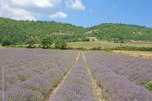 Lavendelfeld auf dem Plateau de Sault in der Provence