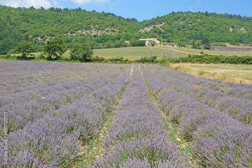 Lavendelfeld auf dem Plateau de Sault in der Provence