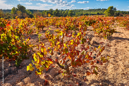 Vineyards plantation in Utiel Requena. Harvest time. Spanish viticulture photo