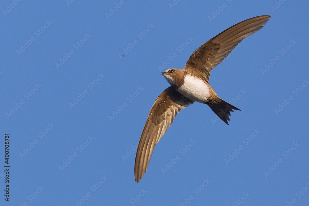 Obraz premium Alpengierzwaluw, Alpine Swift, Tachymarptis melba