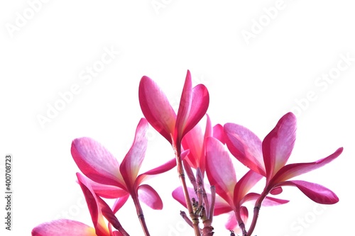 A bouquet of beautiful pink plumeria flower blossom in botanical garden on white isolated background