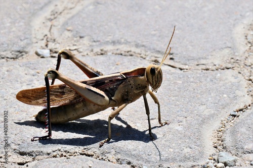 Acanthacris ruficornis ist eine sehr große Feldheuschrecke (Acrididae), die weit verbreitet in Afrika ist. Hier in George, Südafrika. photo