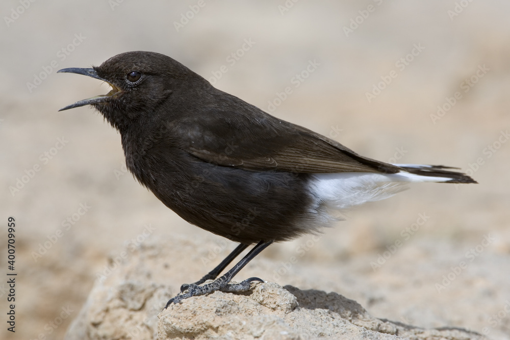 Black Wheatear, Zwarte Tapuit, Oenanthe leucura Black Wheatear, Zwarte Tapuit, Oenanthe leucura