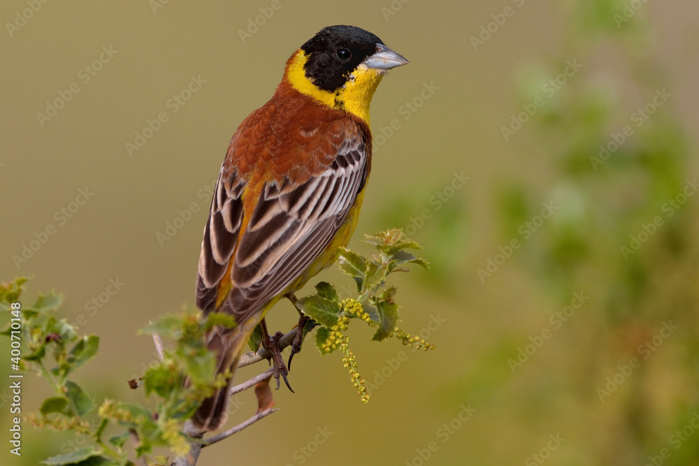 Fototapeta premium Zwartkopgors, Black-headed Bunting, Emberiza melanocephala