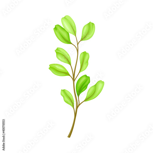Green Grass Stalk as Wildflower Specie or Herbaceous Flowering Plant Vector Illustration