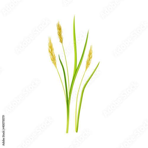 Grass Specie as Wildflower or Herbaceous Flowering Plant Vector Illustration