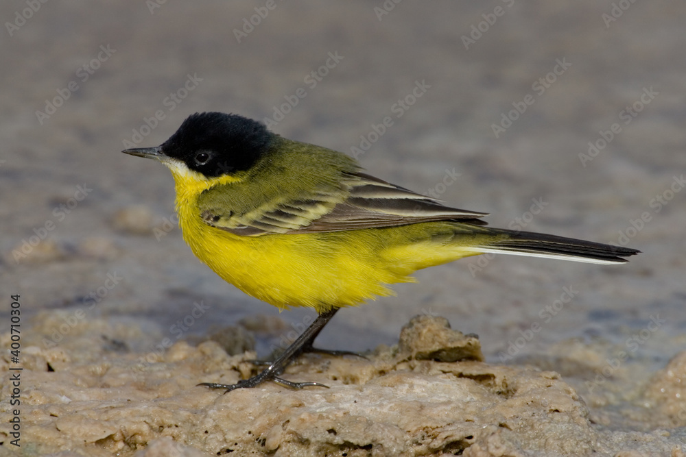 Balkankwikstaart, Black-headed Wagtail, Motacilla feldegg Balkankwikstaart, Black-headed Wagtail, Motacilla feldegg