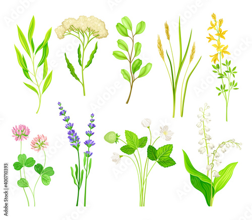 Wild Flowers and Herbaceous Flowering Plants Vector Collection