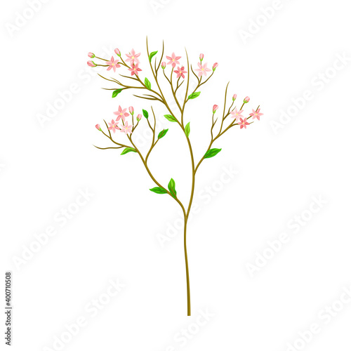 Meadow Flower with Small Florets as Wildflower Specie Vector Illustration