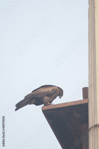 Black kite Milvus migrans perched on the cornice of a monument. Old Delhi. Delhi. India. photo