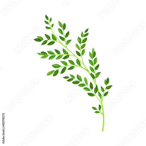 Grass Floral Branch as Wildflower Specie or Herbaceous Flowering Plant Vector Illustration