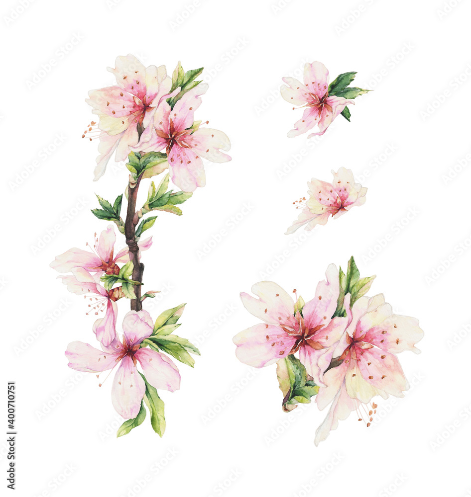Fototapeta premium Romantic set with almond blooming branch. Hand drawn watercolor
