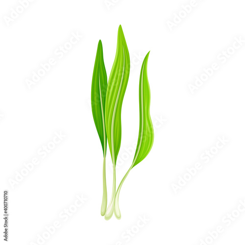 Bear Leek or Wild Garlic as Wildflower Specie and Bulbous Perennial Flowering Plant Vector Illustration