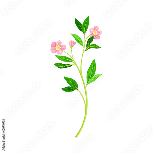 Meadow Flower with Small Florets as Wildflower Specie Vector Illustration