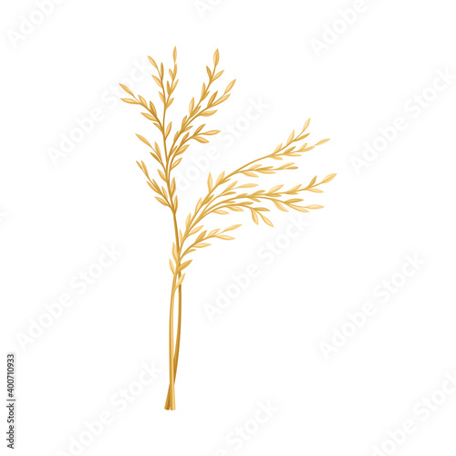Grass Specie as Wildflower or Herbaceous Flowering Plant Vector Illustration © Happypictures