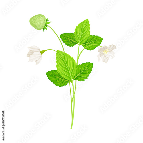 Wild Strawberry as Wildflower Specie or Herbaceous Flowering Plant Vector Illustration