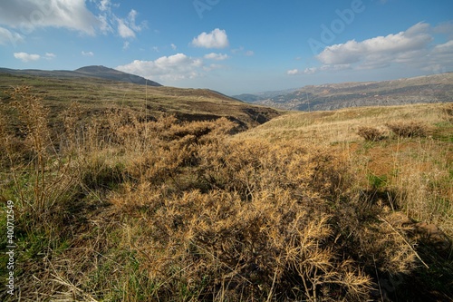 brown thistle field in the Lebanon mountain region of Sannine photo