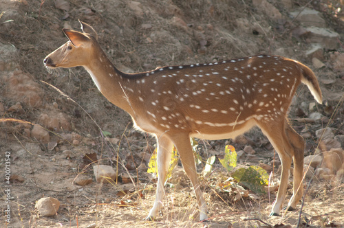 Slika na platnu Female of chital Axis axis