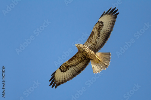 Steppebuizerd, Steppe Buzzard, Buteo buteo vulpinus photo
