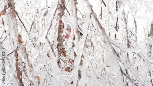 Wallpaper Mural A middle-aged woman is exploring magical forest and beautiful view of trees covered with ice after icy storm. Russia Torontodigital.ca