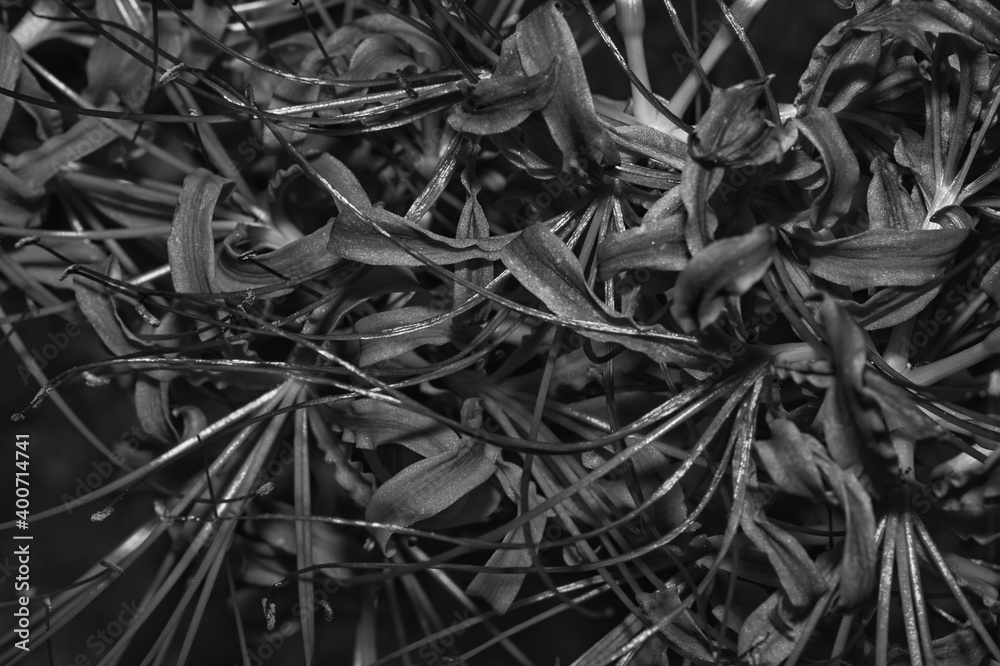Lycoris radiata Lycoris radiata