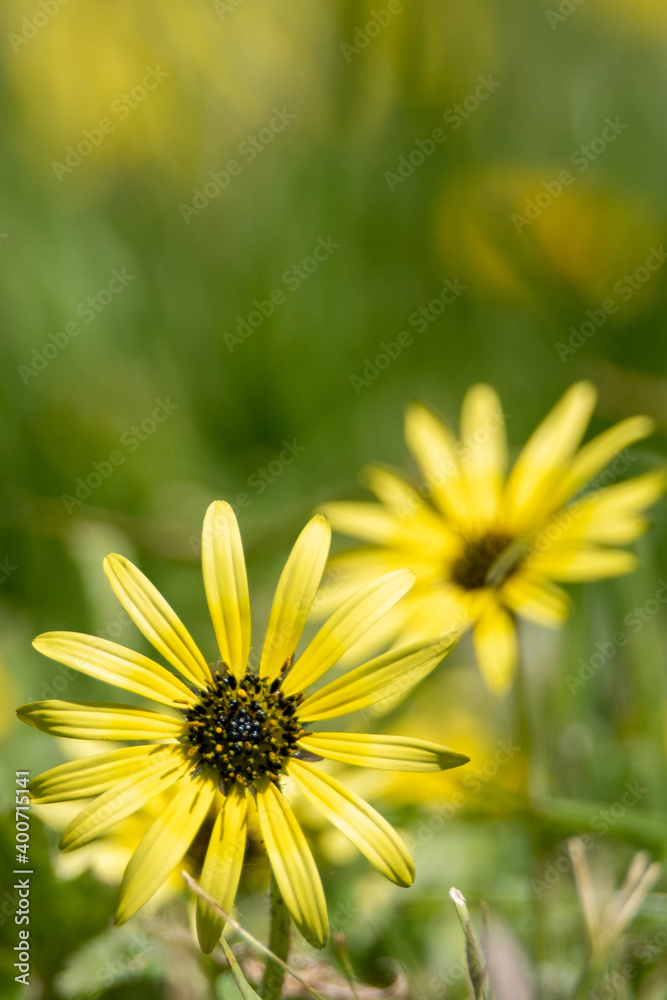 Obraz premium yellow flower