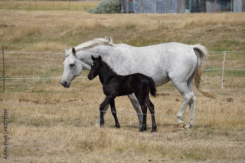 white mother horse with her black foal