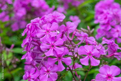 Garden purple phlox, Phlox paniculata, vivid and flavored summer flowers