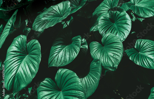 Fototapeta Naklejka Na Ścianę i Meble -  Dark green tropical leaves. creative layout made of leaves nature dark green background. Flat lay. Nature concept. Low key