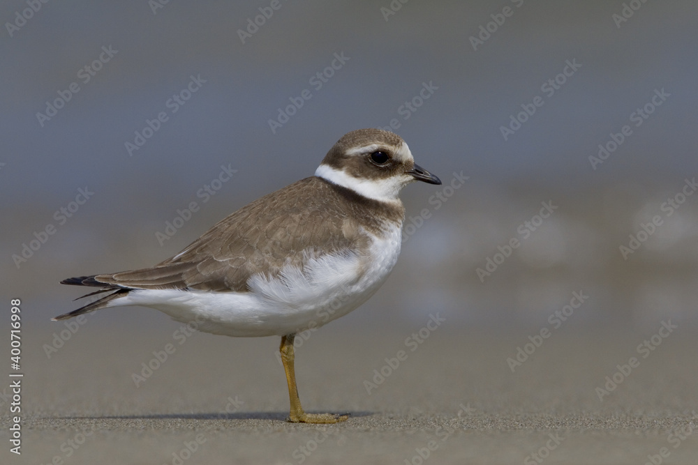 Common Ringed Plover, Bontbekplevier, Charadrius hiaticula Common Ringed Plover, Bontbekplevier, Charadrius hiaticula