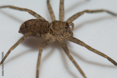 Spider inside a house in Tala. Madhya Pradesh. India.