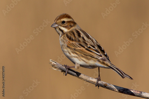 Rietgors, Reed Bunting, Emberiza schoeniclus © AGAMI